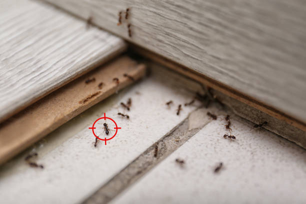 Best Exterminator Services  in Columbus Junction, IA